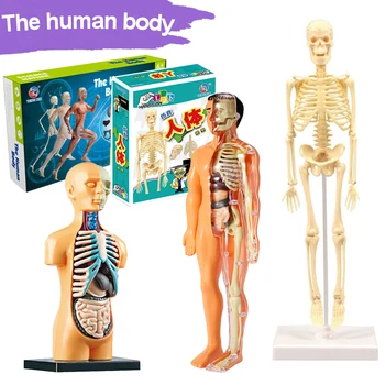 3d Модел на Човешкото Тяло Торса за едно Дете Анатомическая Модел на Скелета, Парна Играта си САМ 